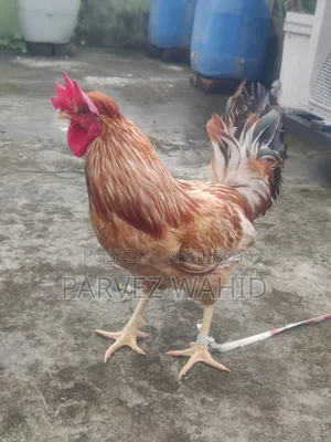 Rooster for Sale