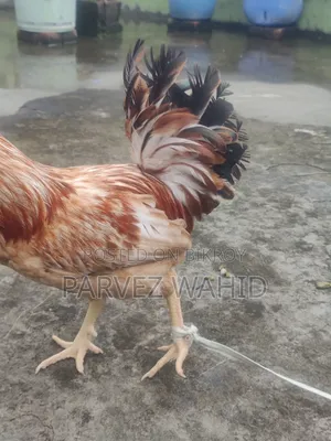 Rooster for Sale