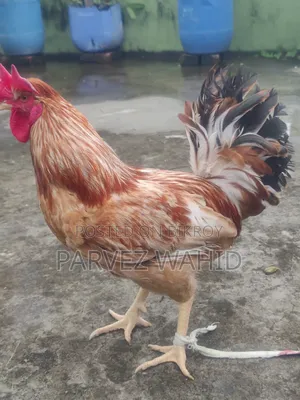 Rooster for Sale
