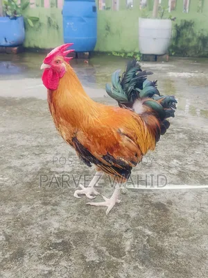 Rooster for Sale