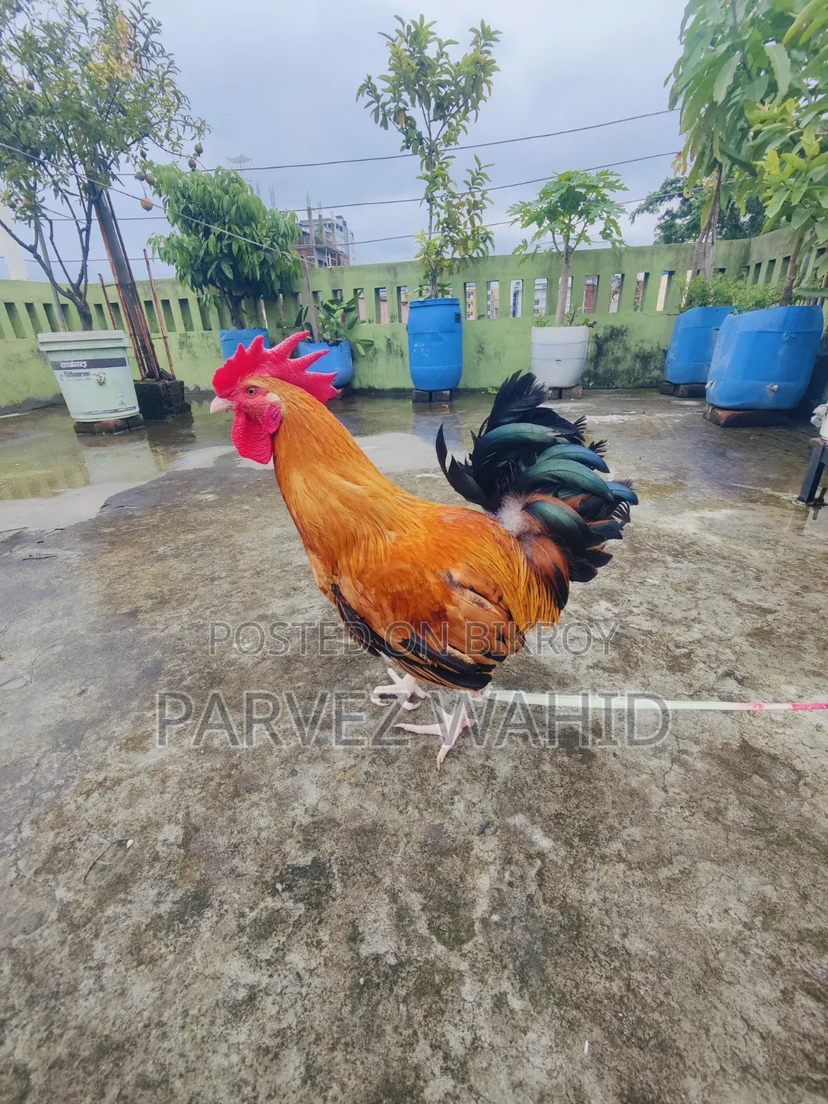 Rooster for Sale