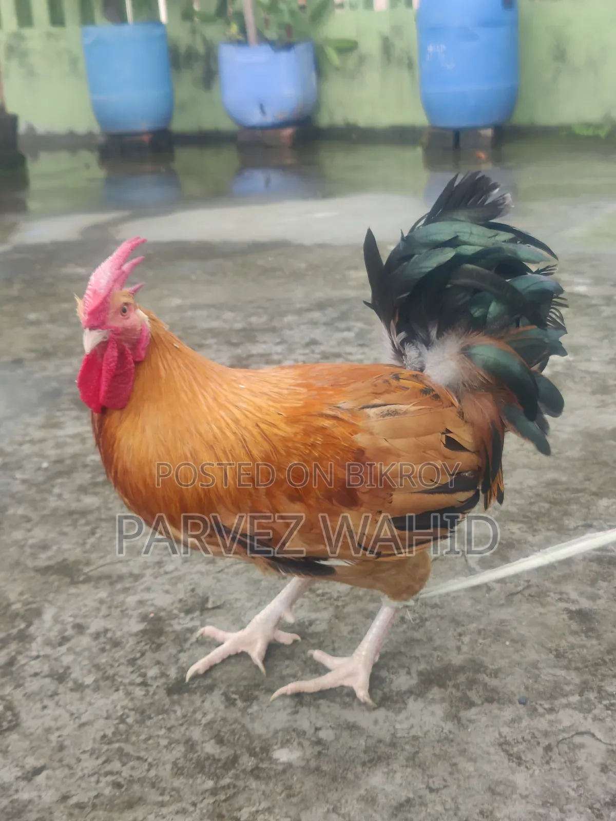 Rooster for Sale