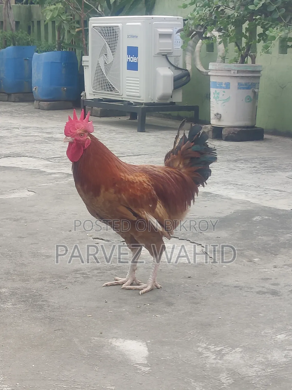 Rooster for Sale
