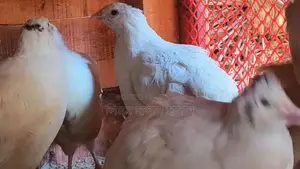 European Giant Coturnix