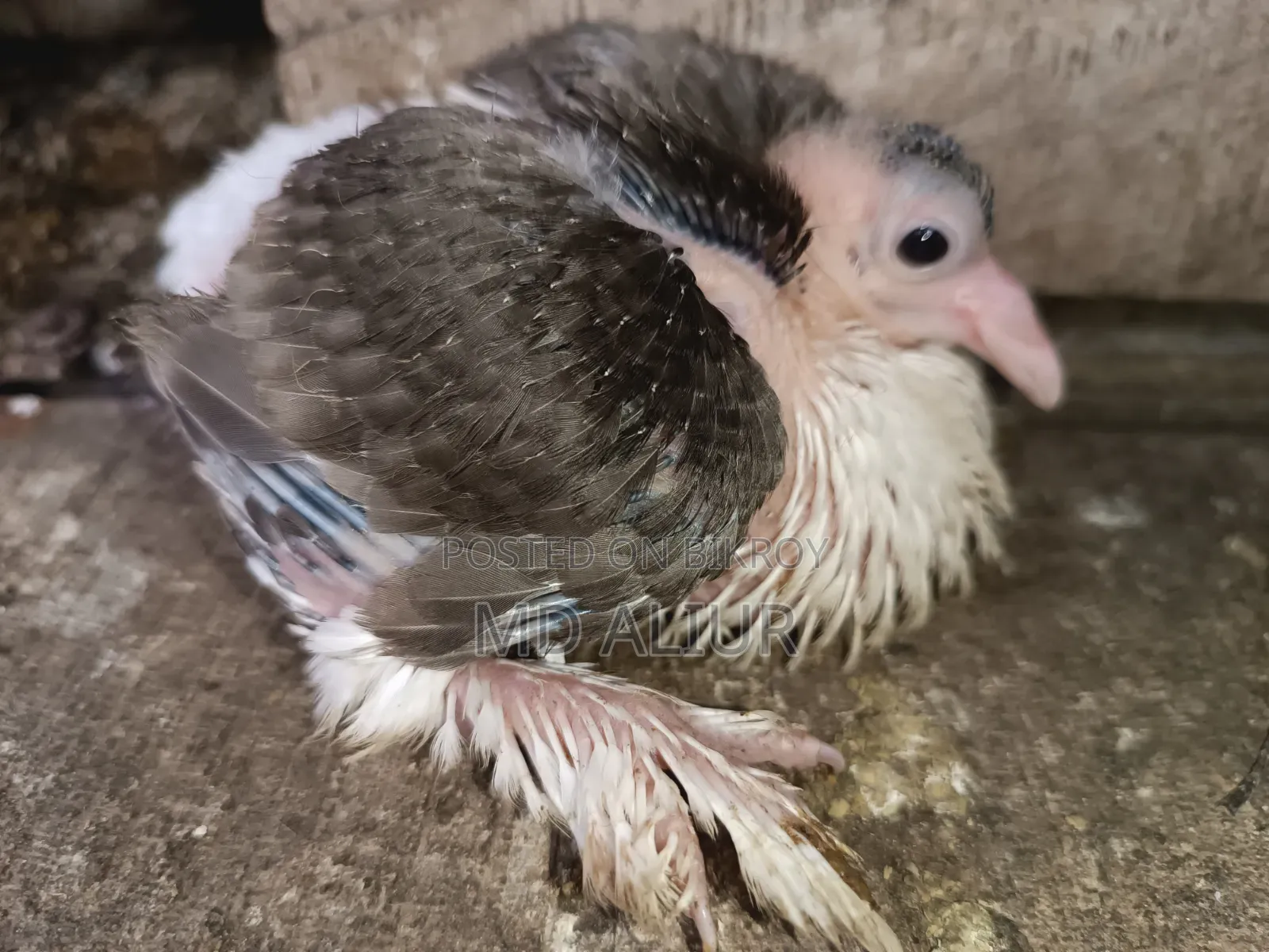 Siraji Pigeon Chicks