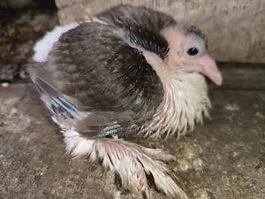 Siraji Pigeon Chicks