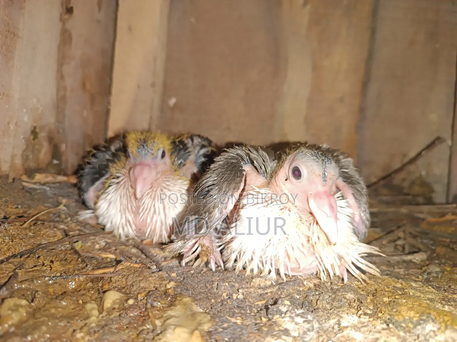 Siraji Pigeon Chicks