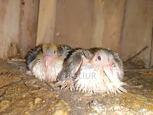 Siraji Pigeon Chicks