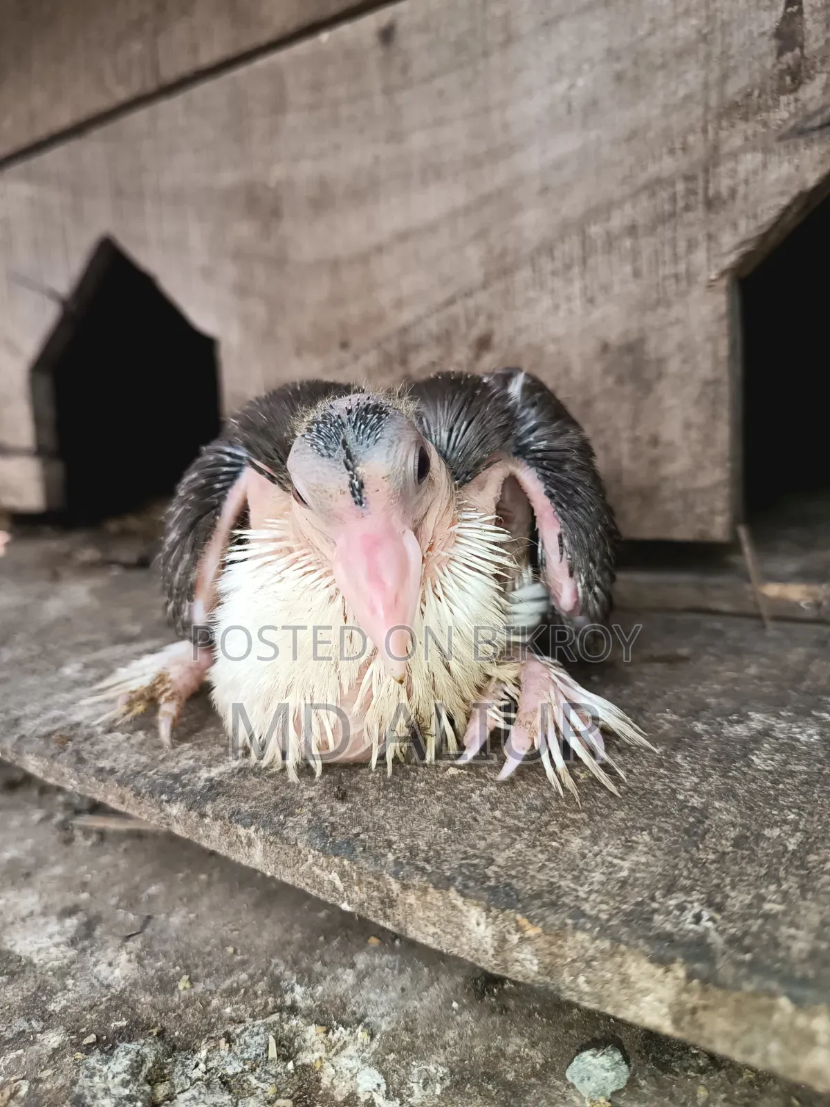 Siraji Pigeon Chicks
