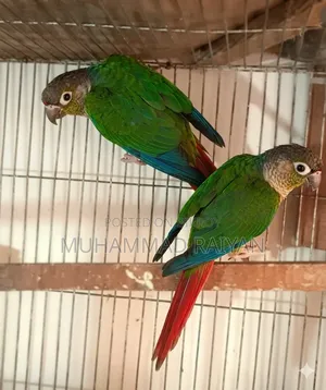 Green Cheek Conure