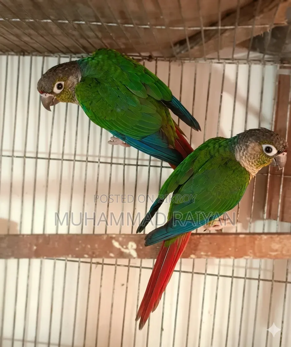 Green Cheek Conure