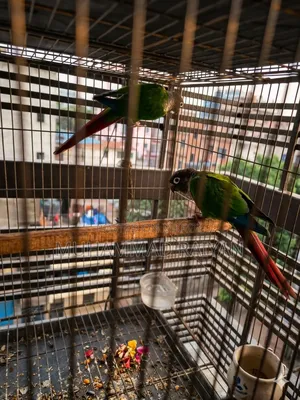Green Cheek Conure