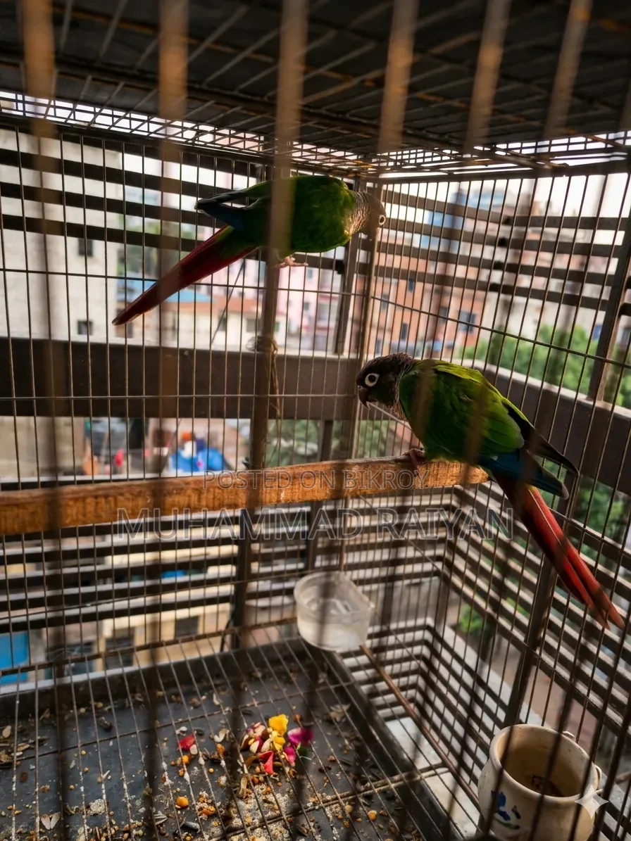 Green Cheek Conure
