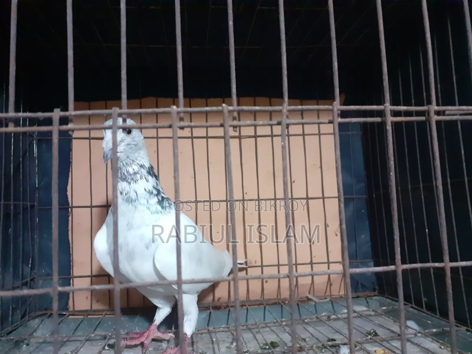 Grizzle Cock