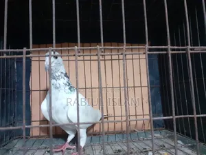 Grizzle Cock
