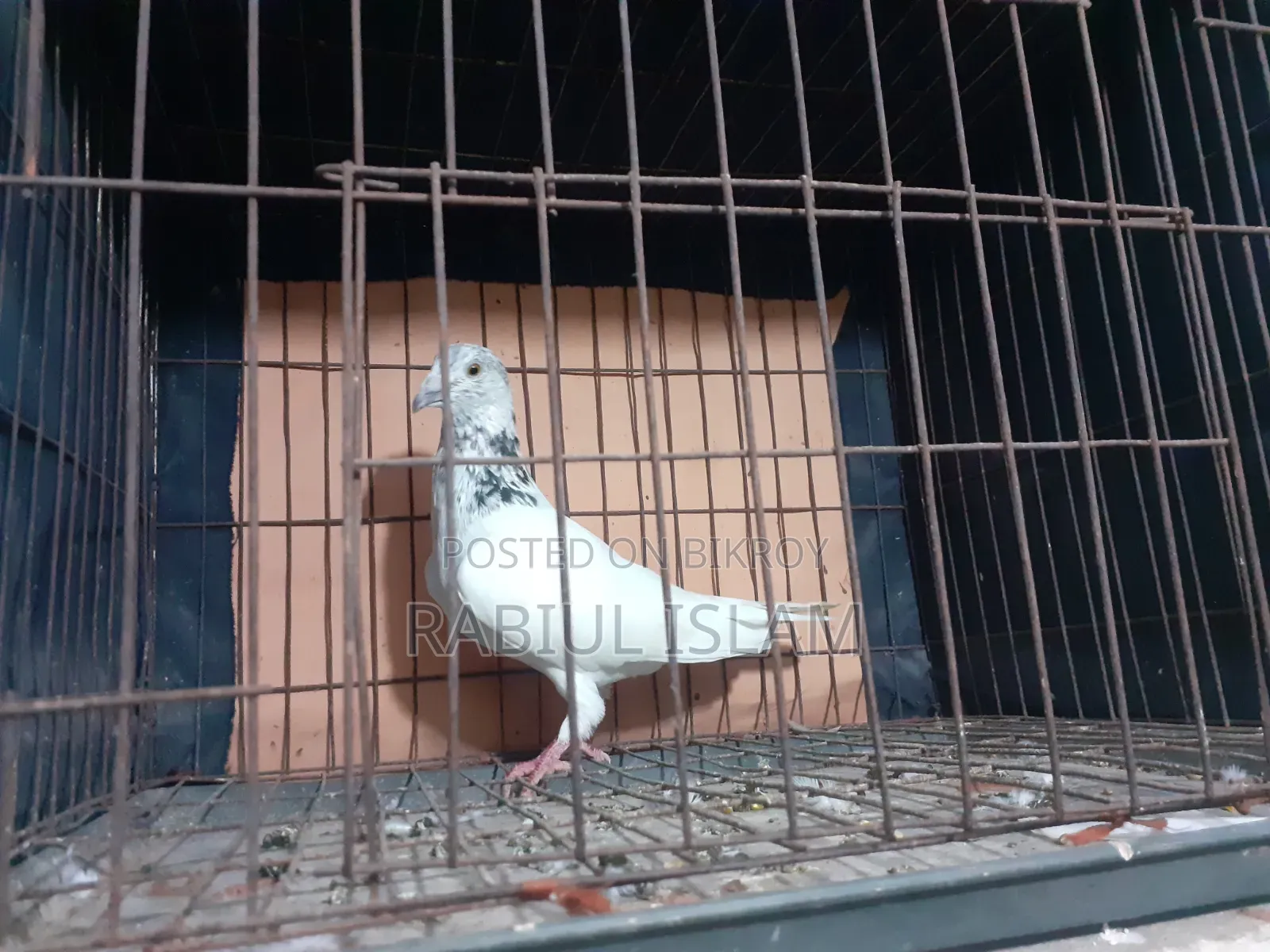 Grizzle Cock