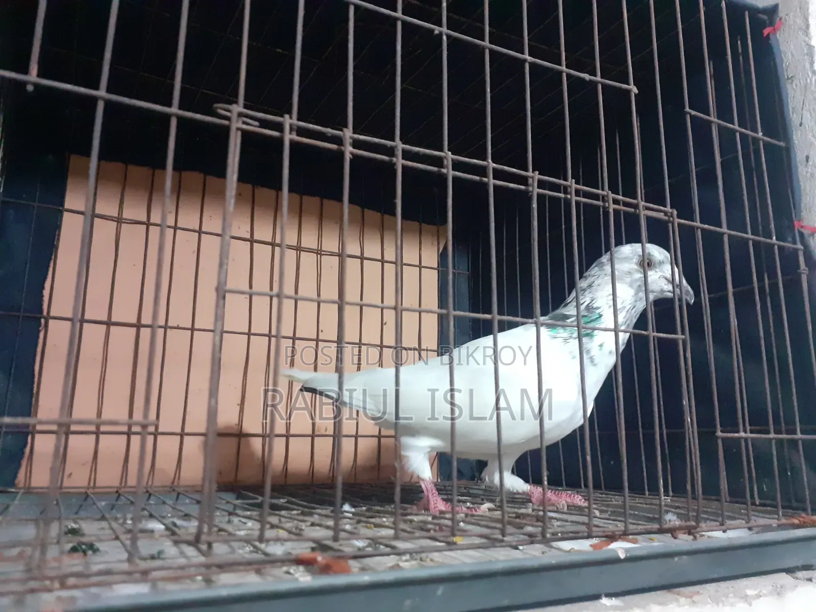Grizzle Cock