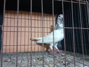 Grizzle Cock