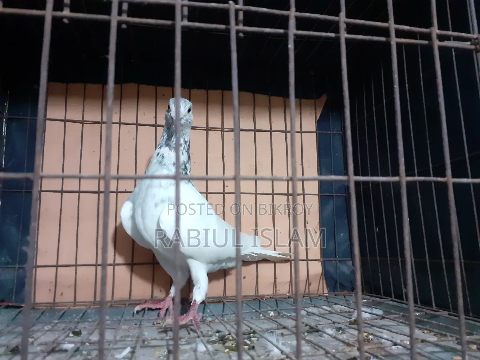 Grizzle Cock