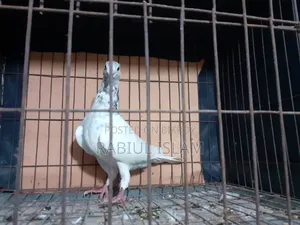 Grizzle Cock