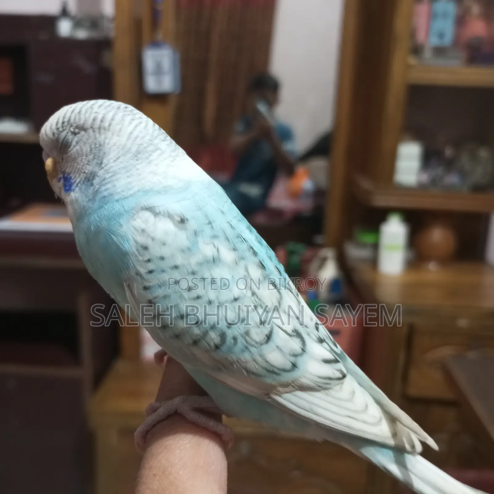 ১.৫ মাসের টেম করা বাজরিগার পাখি ফিমেল বিক্রয়