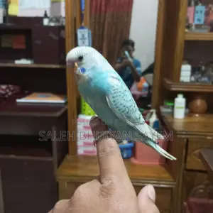 ১.৫ মাসের টেম করা বাজরিগার পাখি ফিমেল বিক্রয়