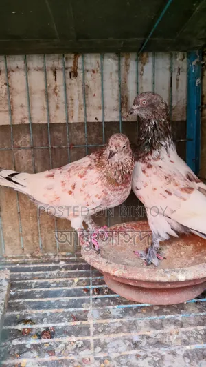 Pigeons for Sale