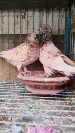 Pigeons for Sale