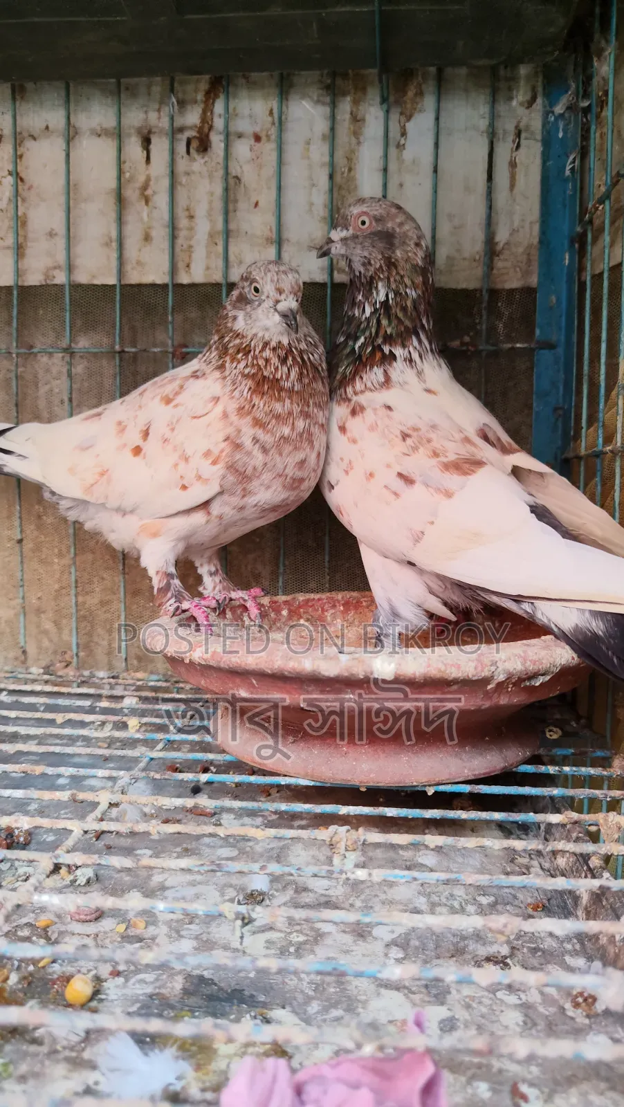 Pigeons for Sale
