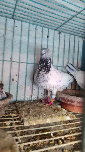 Pigeons for Sale