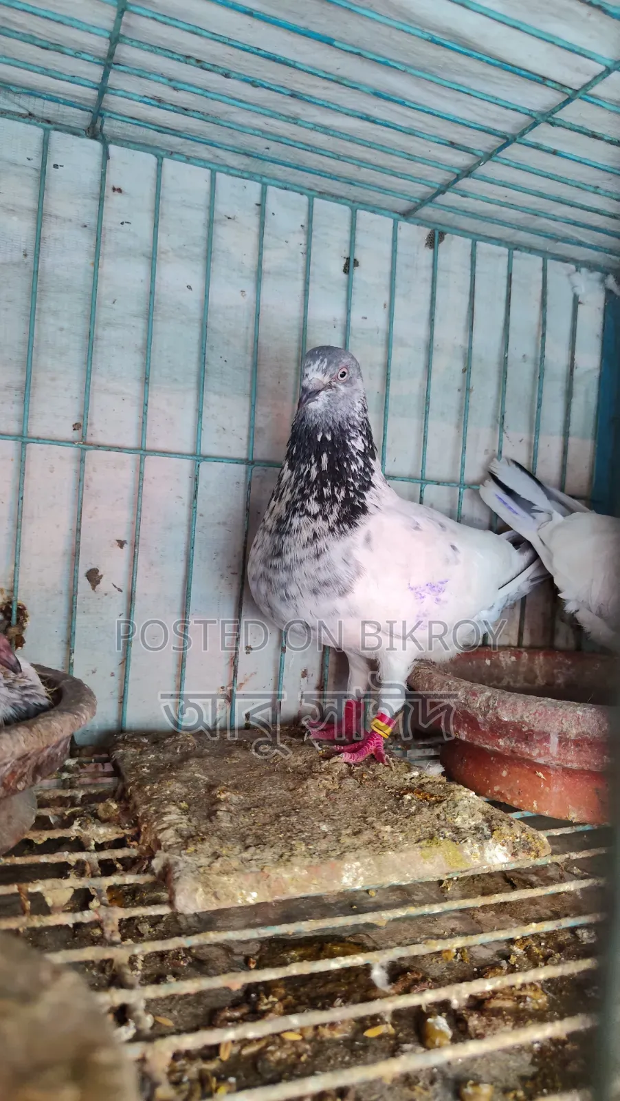 Pigeons for Sale