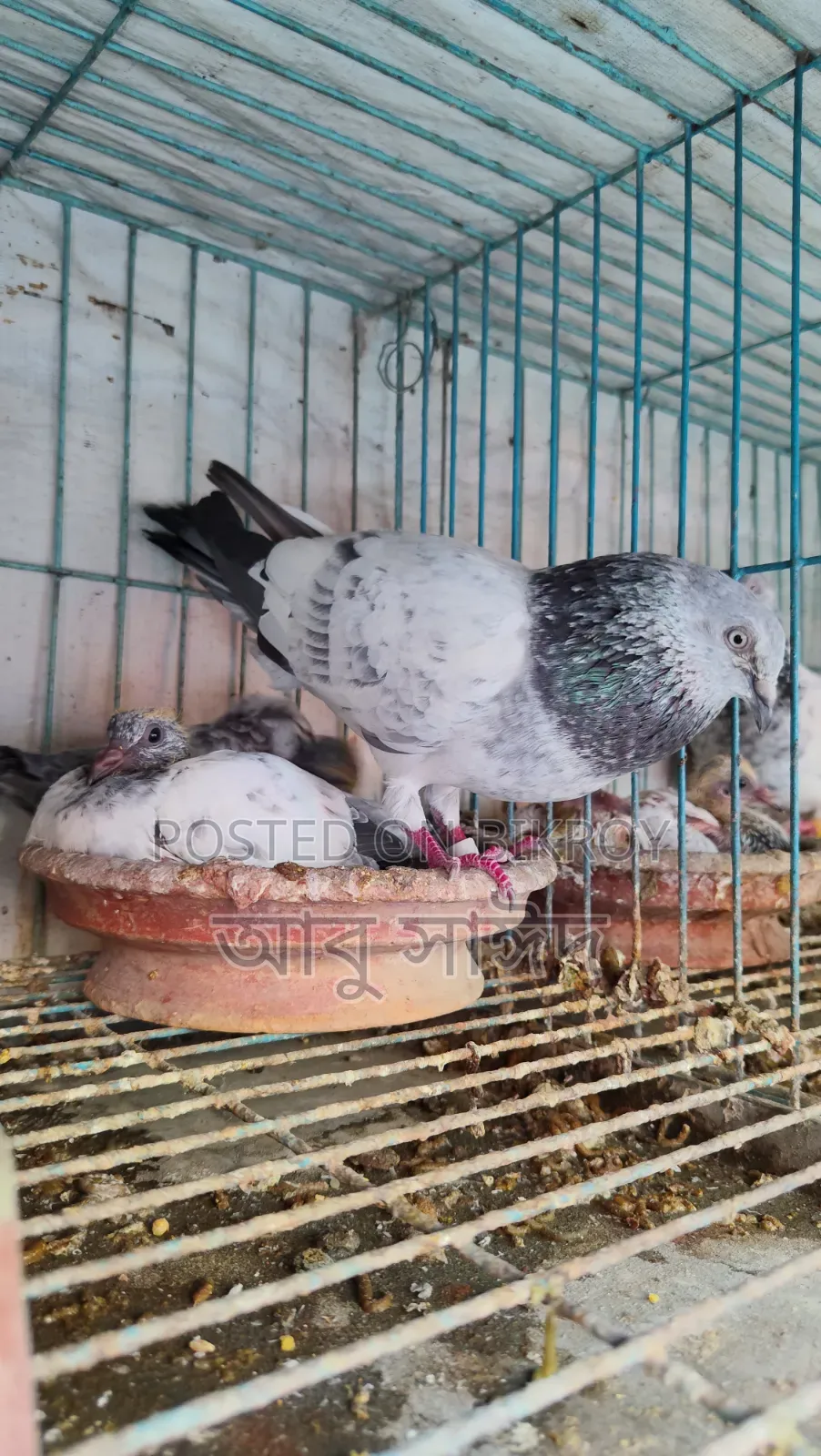 Pigeons for Sale