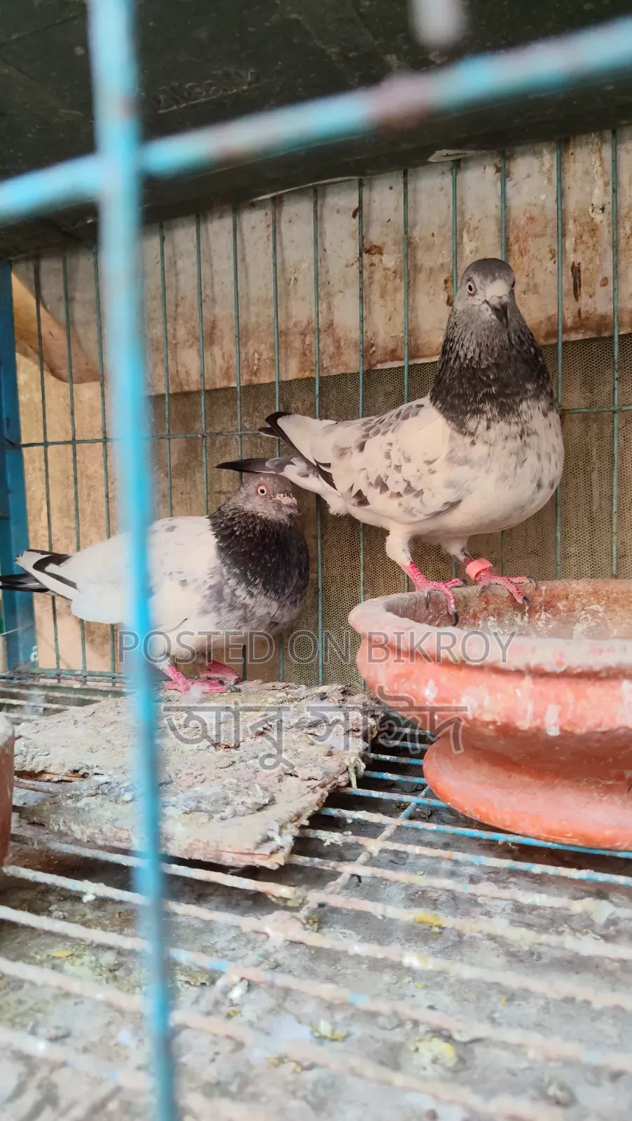 Pigeons for Sale
