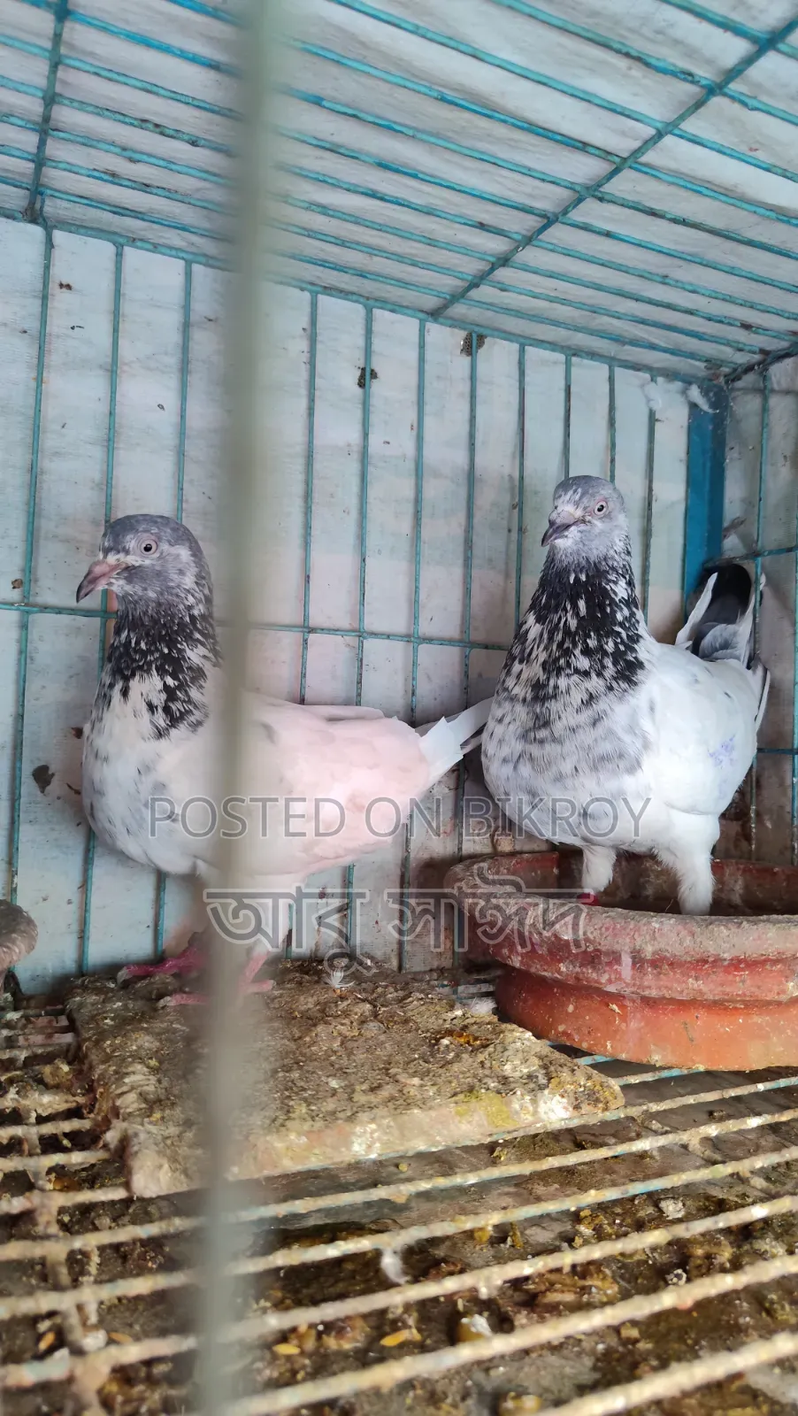Pigeons for Sale