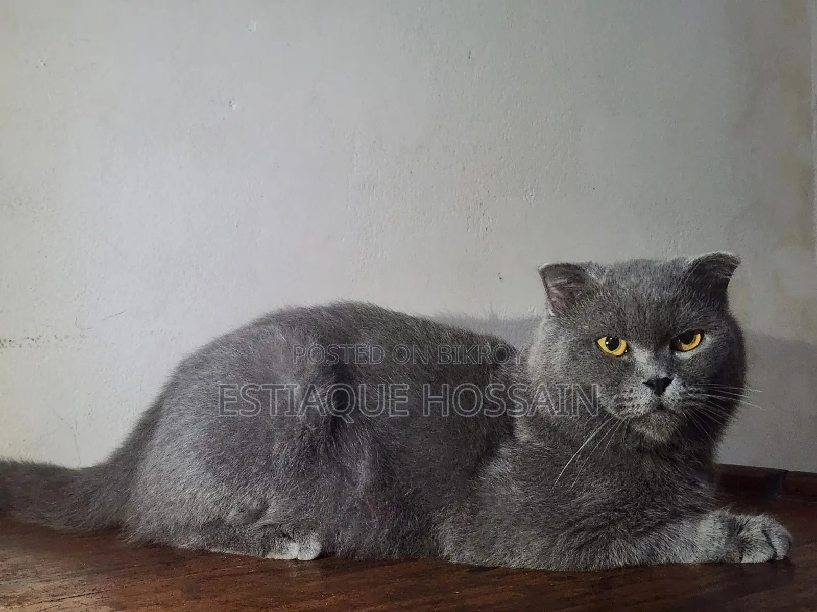 1+ Year Male Purebred Scottish Fold