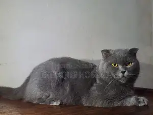 1+ Year Male Purebred Scottish Fold