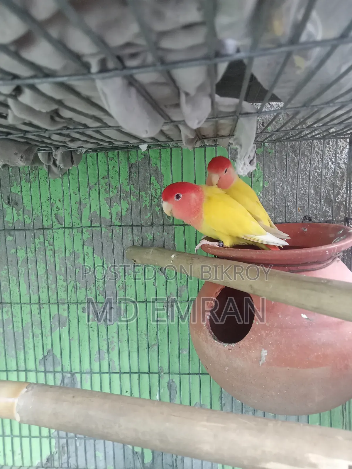 Lutino Red Head Opaline