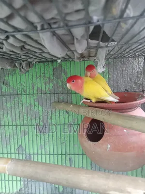 Lutino Red Head Opaline