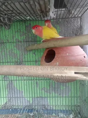 Lutino Red Head Opaline