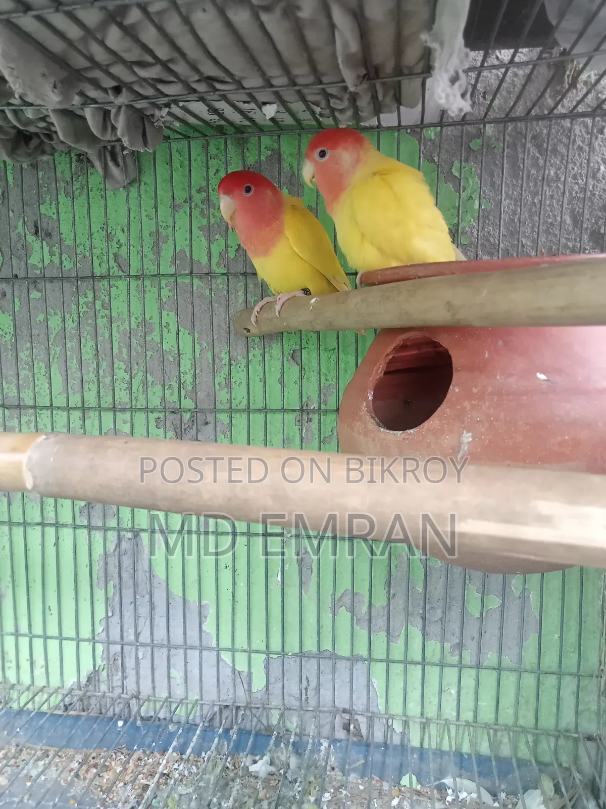 Lutino Red Head Opaline