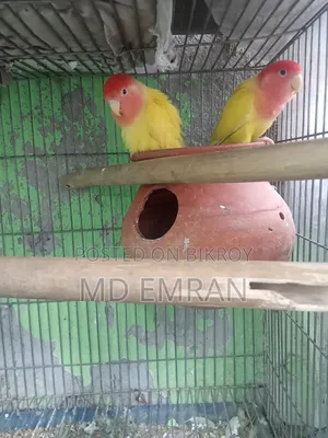 Lutino Red Head Opaline