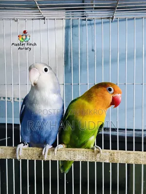 Running Pair