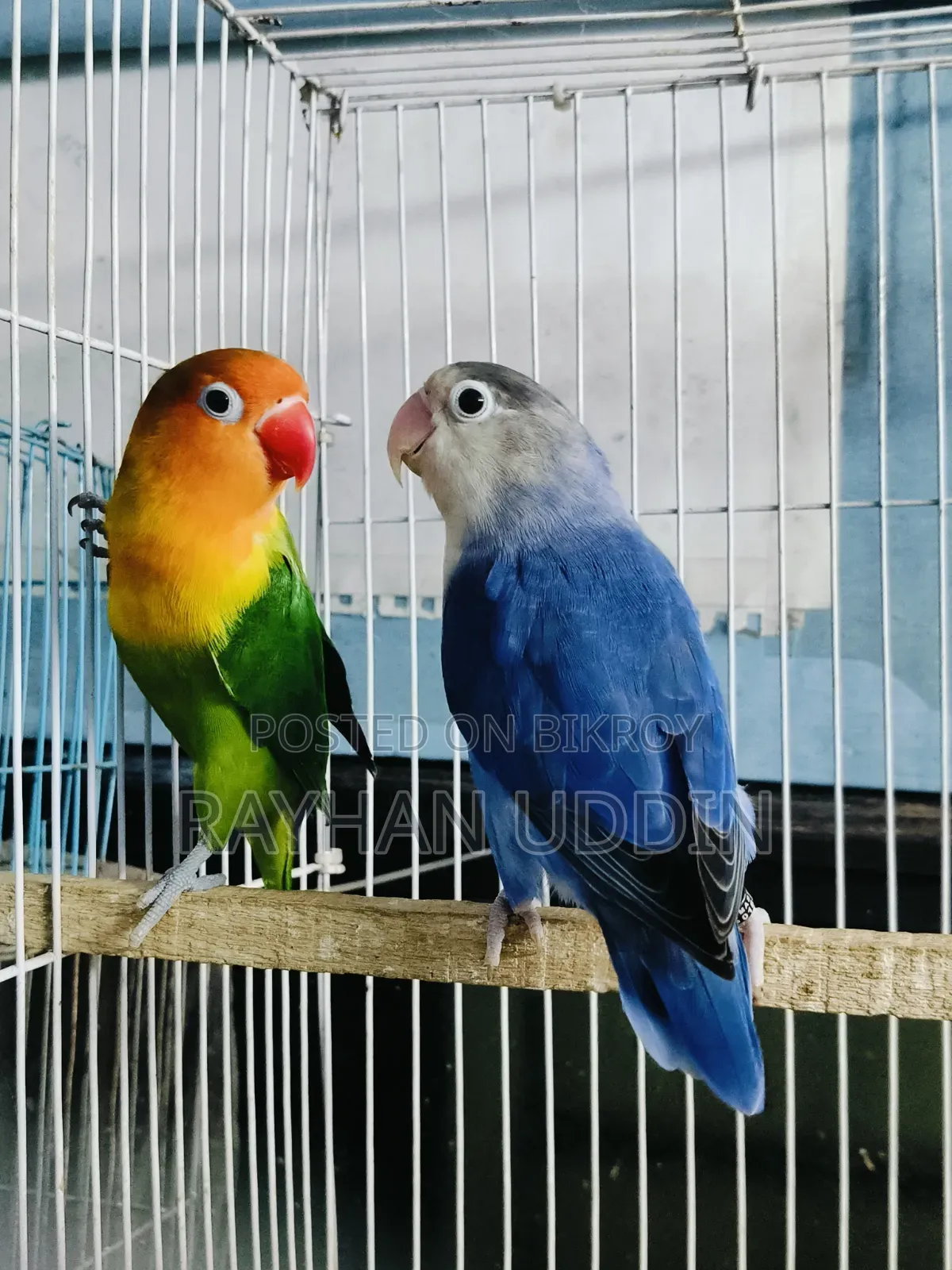 Running Pair