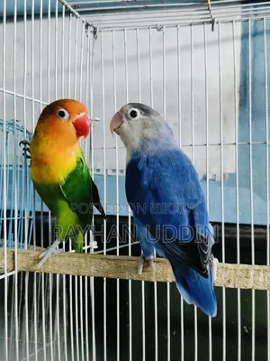 Running Pair