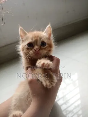 1-3 Months Male Mixed Breed Persian