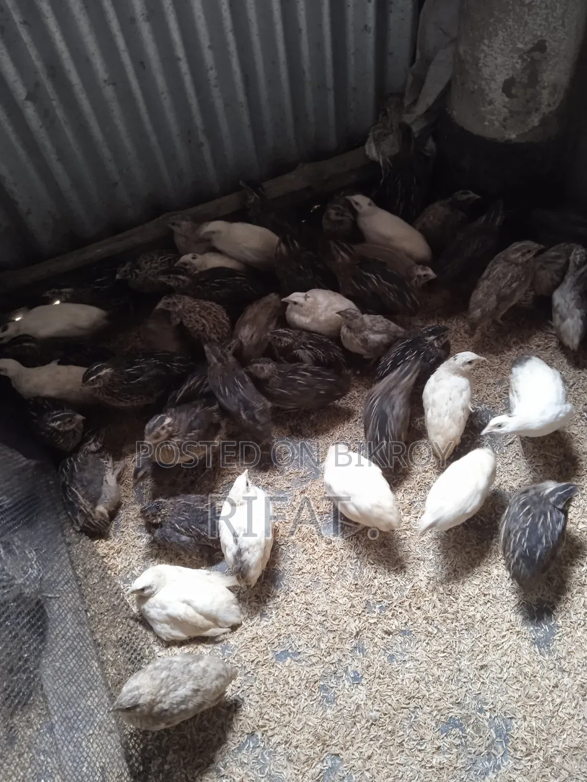 Quail Birds