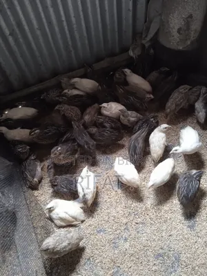 Quail Birds