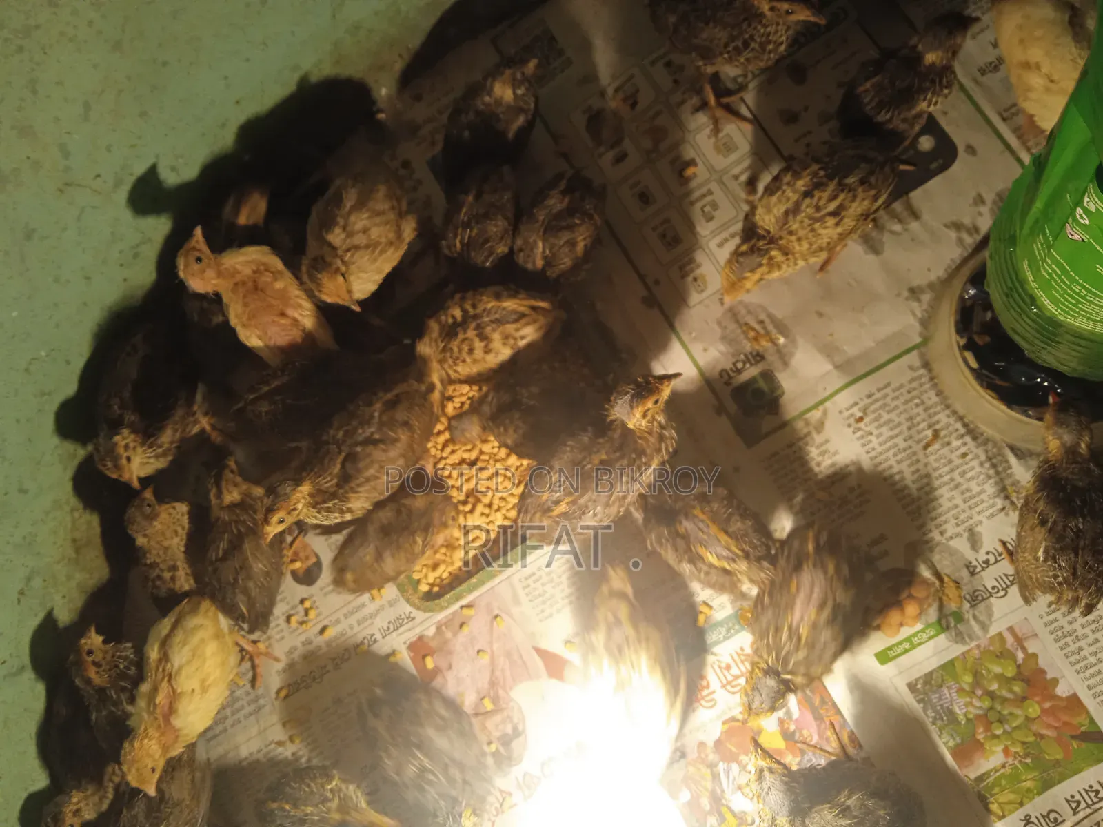 Quail Birds