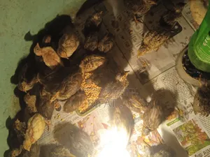 Quail Birds