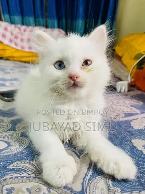 0-1 Month Female Purebred Persian